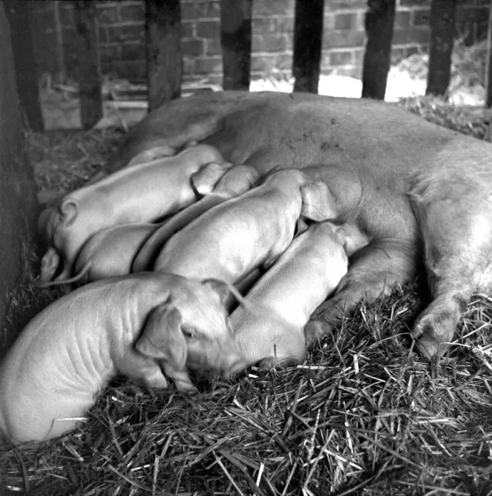 Framed Print : At their first weigh-in two weeks and 1 day old they weigh 14 pounds Framed Print : At their first weigh-in two weeks and 1 day old they weigh 14 pounds