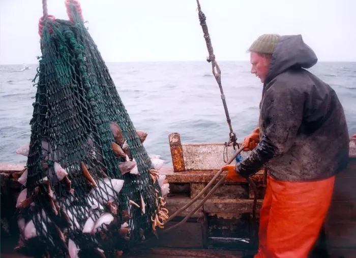 Framed Print : A fisherman brings in his net with a fair sized catch in 1996 Framed Print : A fisherman brings in his net with a fair sized catch in 1996