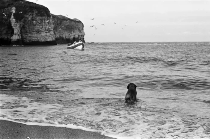 Framed Print : Fisherman George Emmerson with his devoted dog Sandy, pictured at work in Flamborough Framed Print : Fisherman George Emmerson with his devoted dog Sandy, pictured at work in Flamborough