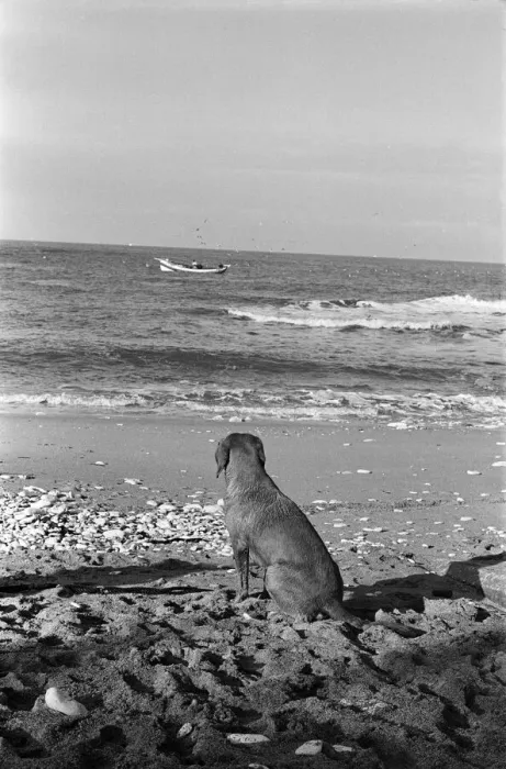 Framed Print : Fisherman George Emmerson with his devoted dog Sandy, pictured at work in Flamborough Framed Print : Fisherman George Emmerson with his devoted dog Sandy, pictured at work in Flamborough