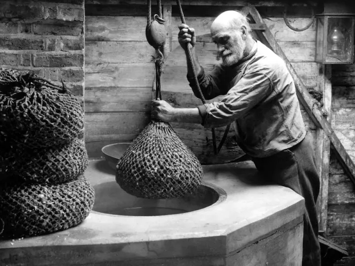 Framed Print : A fisherman with nets full of shellfish January 1945