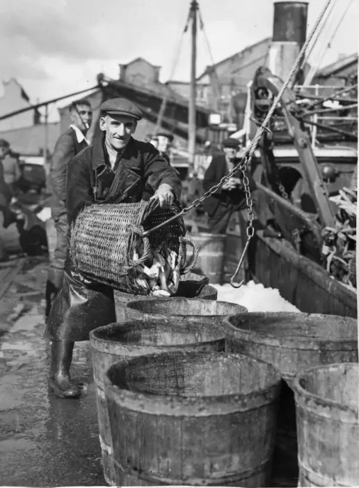 Framed Print : Fisherman unloading his catch at Swansea. 31st July 1956 Framed Print : Fisherman unloading his catch at Swansea. 31st July 1956