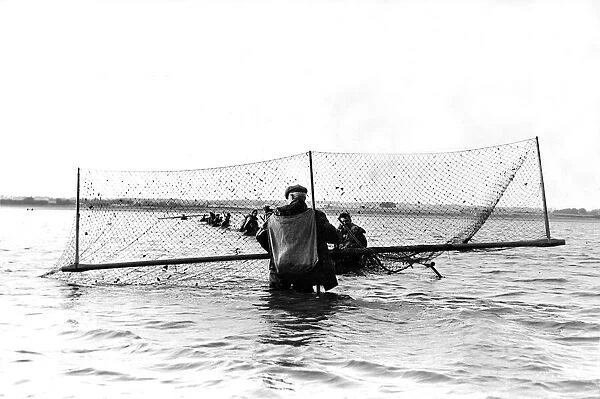 Fishermen catching salmon in their nets in 1955