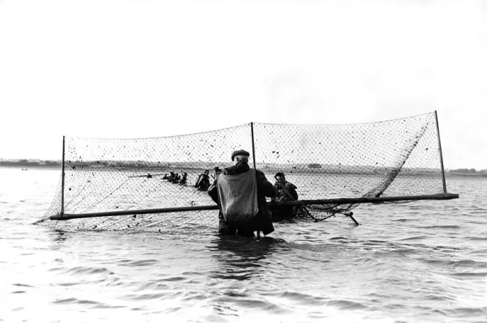 Framed Print : Fishermen catching salmon in their nets in 1955 Framed Print : Fishermen catching salmon in their nets in 1955