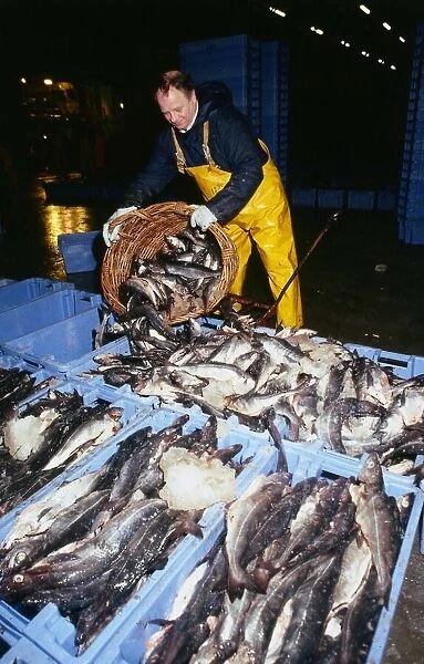 Fishing Industry fisherman wearing yellow overalls April 1989 emptying basket of fish