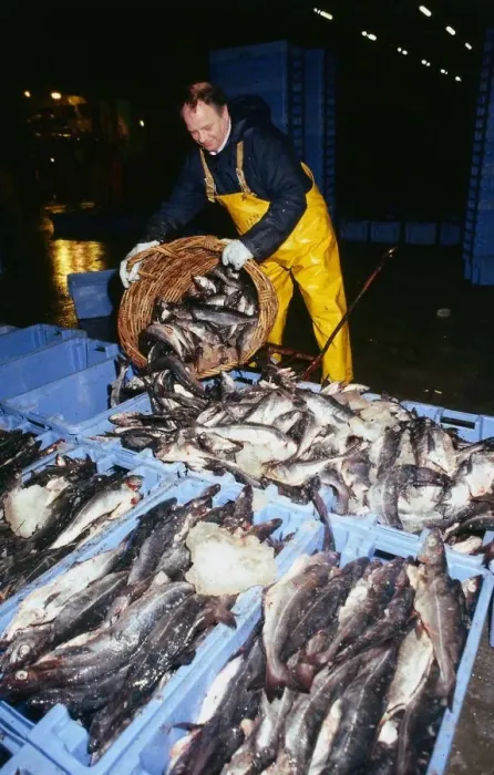 Framed Print : Fishing Industry fisherman wearing yellow overalls April 1989 emptying basket of fish