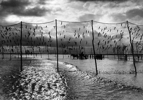 Fishing nets set on the sand banks in Rye Bay Sussex. 1930 P000079