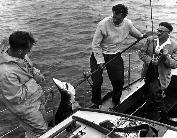 Fishing - Shark - Mr Gerwyn Jenkins (left) and Mr John Wickland haul a blue shark over