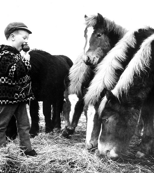 Five-year-old Paul Williams is watched by the ponies as he eats his toffee apple at