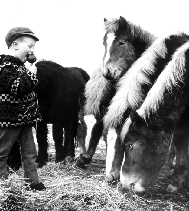 Framed Print : Five-year-old Paul Williams is watched by the ponies as he eats his toffee apple Framed Print : Five-year-old Paul Williams is watched by the ponies as he eats his toffee apple