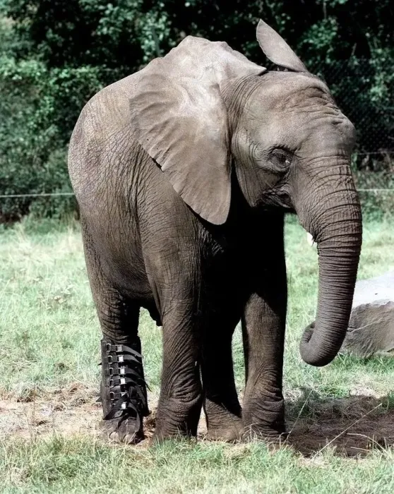 Framed Print : Five'the elephant with the special boot on to protect its sprained ankle Framed Print : Five'the elephant with the special boot on to protect its sprained ankle