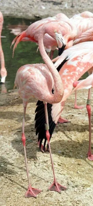 Framed Print : Flamingo Bird at Wetlands and Wildfowl Trust in Slimbridge Gloucestershire being filmed Framed Print : Flamingo Bird at Wetlands and Wildfowl Trust in Slimbridge Gloucestershire being filmed