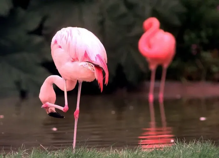 Framed Print : Flamingo s