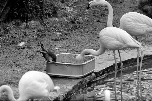 Flamingoes at London Zoo. January 1975 75-00004-003
