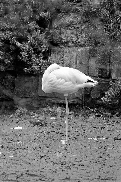 Flamingoes at London Zoo. January 1975 75-00004