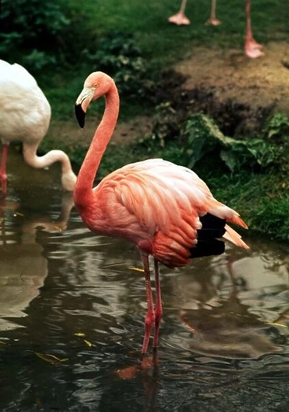 Flamingoes at Western Underwood Zoo August 1978