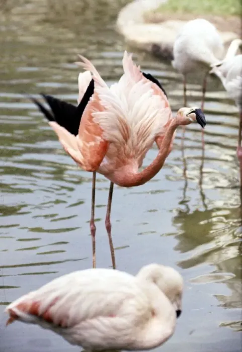 Framed Print : Flamingoes at the zoo wading in the water may 1965 Framed Print : Flamingoes at the zoo wading in the water may 1965