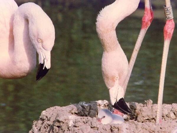 Flamingos building nests and looking after their chicks