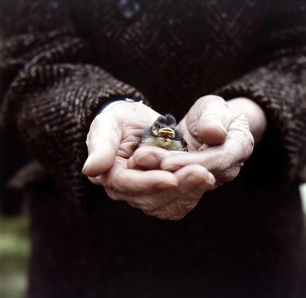 A fledgling Chaffinch held in the palm of the hand June 1971