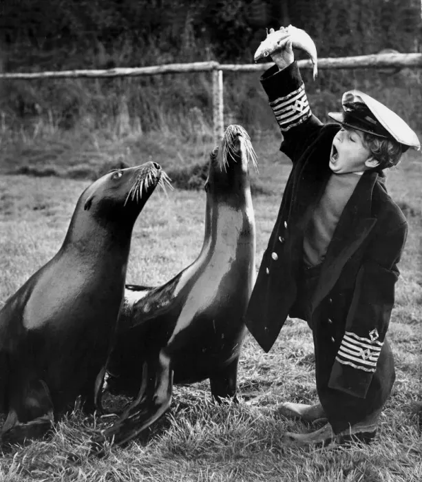 Framed Print : Flipper and Missy jumped to it as Captain Bruce, apprentice sea-lion trainer Framed Print : Flipper and Missy jumped to it as Captain Bruce, apprentice sea-lion trainer