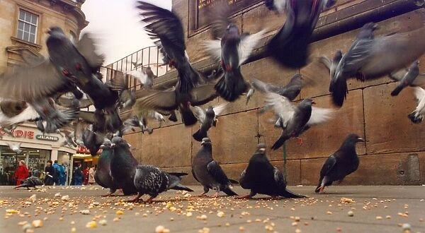A flock of pigeons feeding