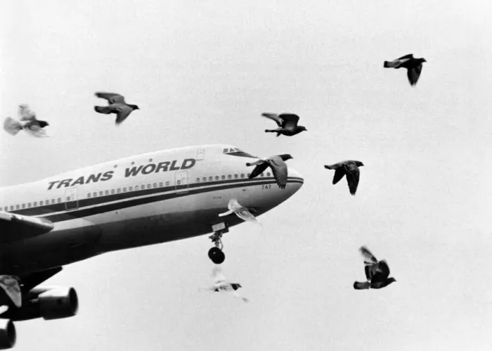 Framed Print : A flock of pigeons stream into the flight path of a jumbo jet coming in to land