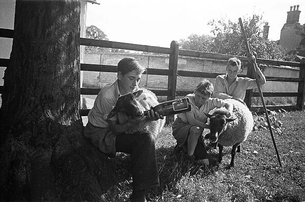 A flock of sheep at Ashwell village school, Hertfordshire, circa 1945