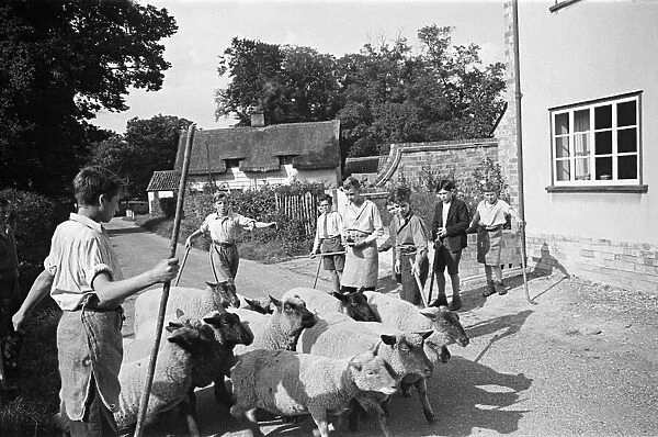 A flock of sheep at Ashwell village school, Hertfordshire, circa 1945
