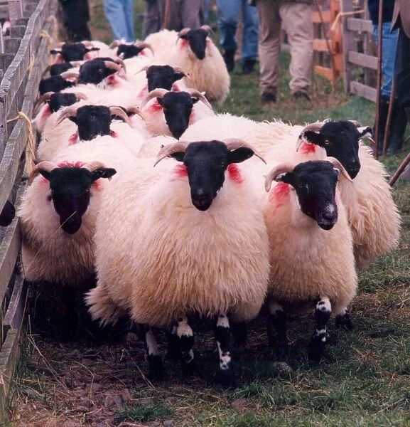 A flock of sheep with black faces