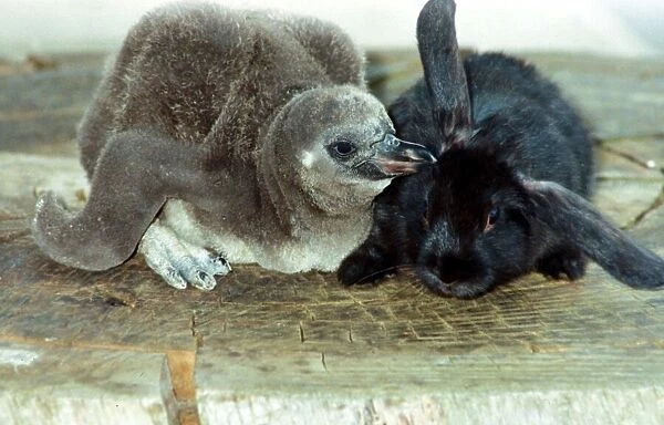 Flopsy the bunny is foster mother to Beaky the baby penguin whispering into