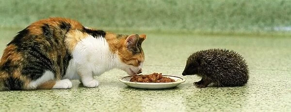 Flora the rescued cat shares her dog food lunch with John the hedgehog at The Veterinary