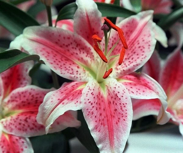 Flowers Lily Oriental Lily
