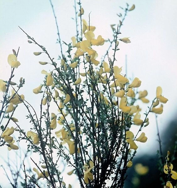 Flowers, October 1972