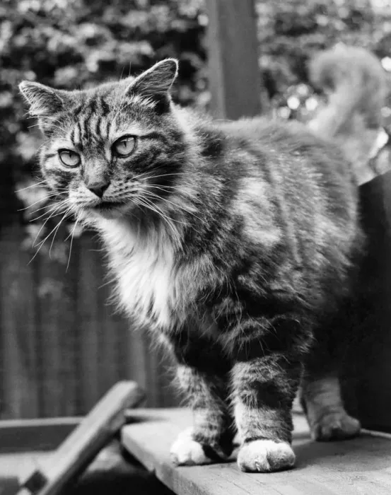 Framed Print : Fluff the Boss Cat at the Battersea Dogs home. May 1967 P005158