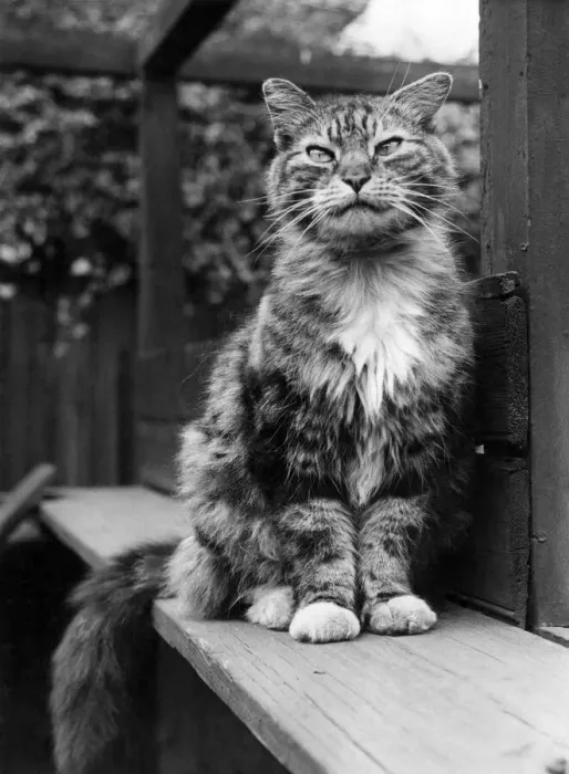 Framed Print : Fluff the Boss-Cat at the Battersea Dogs home. May 1967 P005159 Framed Print : Fluff the Boss-Cat at the Battersea Dogs home. May 1967 P005159