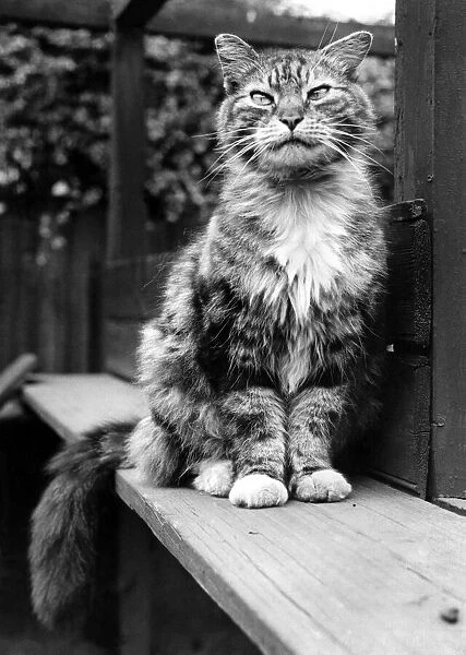 Fluff the Boss-Cat at the Battersea Dogs home. May 1967 P007474