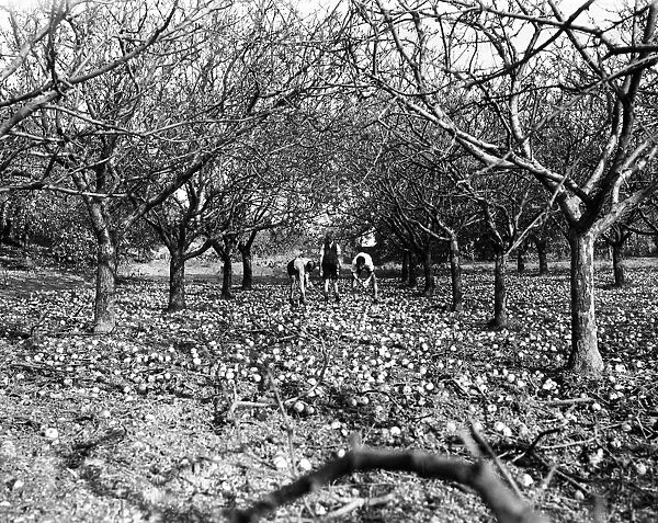 Flying bomb falls in an orchard. 11th November 1944