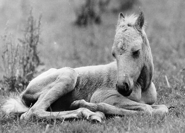 The foal from Honey Bee the horse