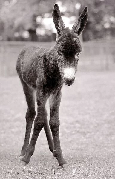 A foal only three hours old taking her first steps in the paddock at Chessington Zoo may