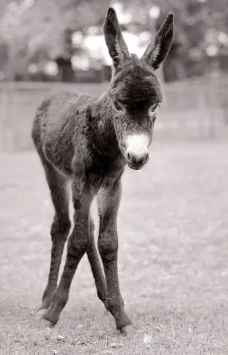 Framed Print : A foal only three hours old taking her first steps in the paddock at Chessington Zoo may Framed Print : A foal only three hours old taking her first steps in the paddock at Chessington Zoo may