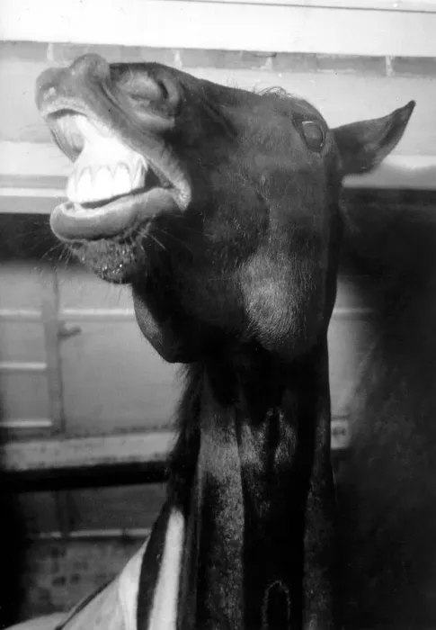 Framed Print : Foinavon the racehorse shows his delight after the resumption of horseracing after Framed Print : Foinavon the racehorse shows his delight after the resumption of horseracing after