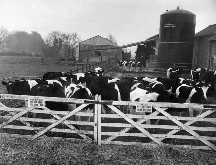 Framed Print : Foot and mouth disease outbreak. A herd of pedigree Friesian cows waiting to be Framed Print : Foot and mouth disease outbreak. A herd of pedigree Friesian cows waiting to be