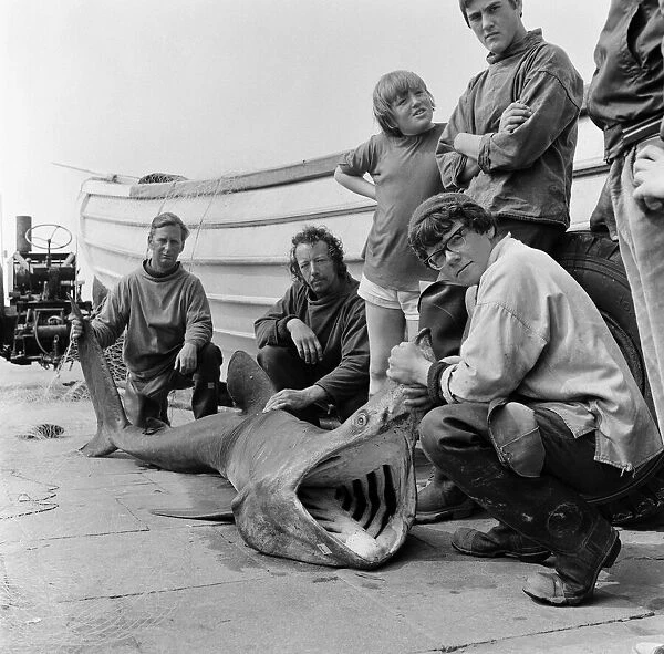 Eight foot shark landed at Redcar. 1971