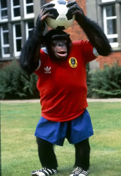 Framed Print : Footballing Chimp at Twycross Zoo, Leicester. Chimpanzee August 1982