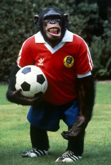 Framed Print : Footballing Chimp at Twycross Zoo, Leicester. Chimpanzee August 1982