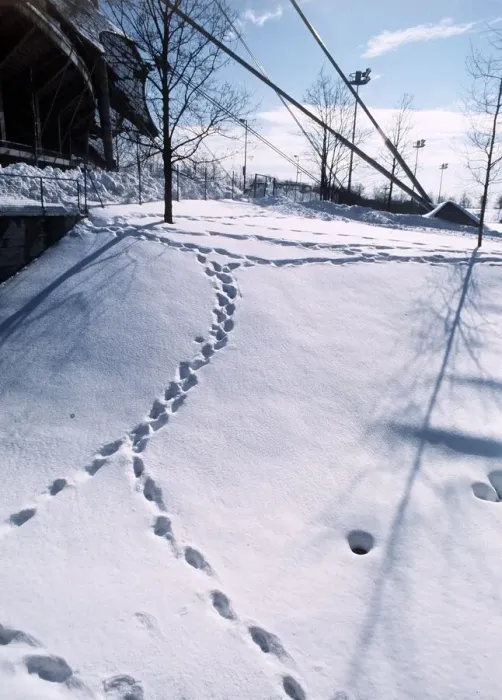 Framed Print : Footprints in the snow, Weather Winter Snow Scenes