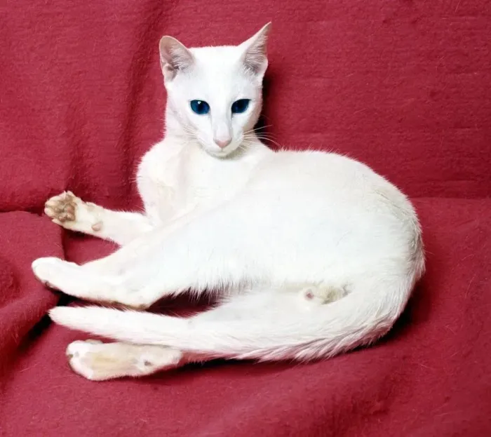 Framed Print : A foreign white cat February 1989 animal animals pet pets domestic cute