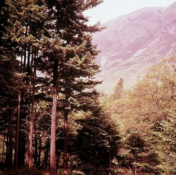 Forest of Glen Coe Scotland fir trees mountains, 1961 (precise date unknown)