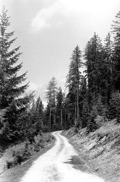 Forest path near Filzmoos, Austria Jon (H). P000166 Circa 1950