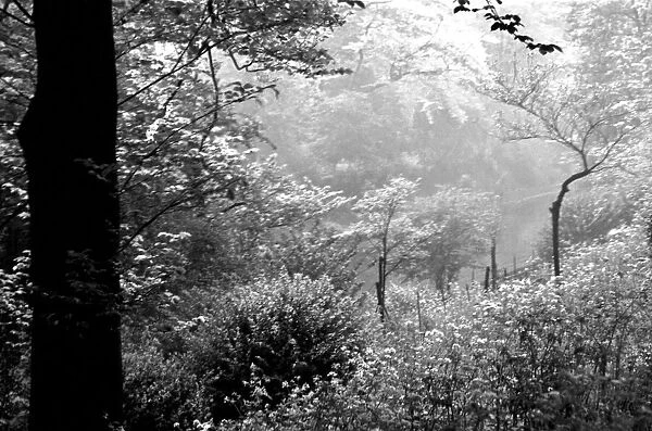 A forest scene in the Home Counties. Trees. August 1936 OL301J